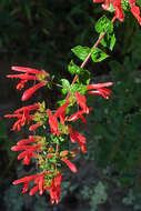 Image of heartleaf keckiella