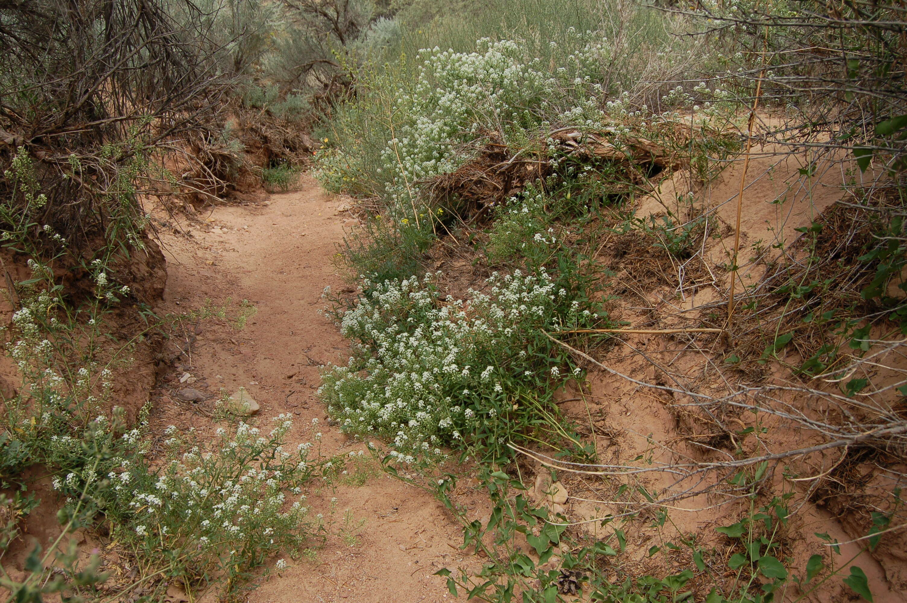 Image of Peppercresses