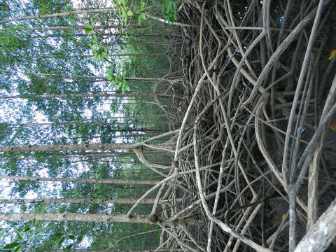 Image of mangrove