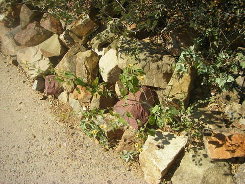 Image of Indian mallow