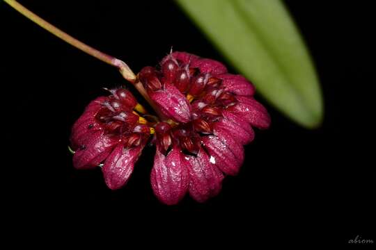 Image of Bulbophyllum corolliferum J. J. Sm.