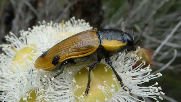 Image of Temognatha variabilis (Donovan 1805)