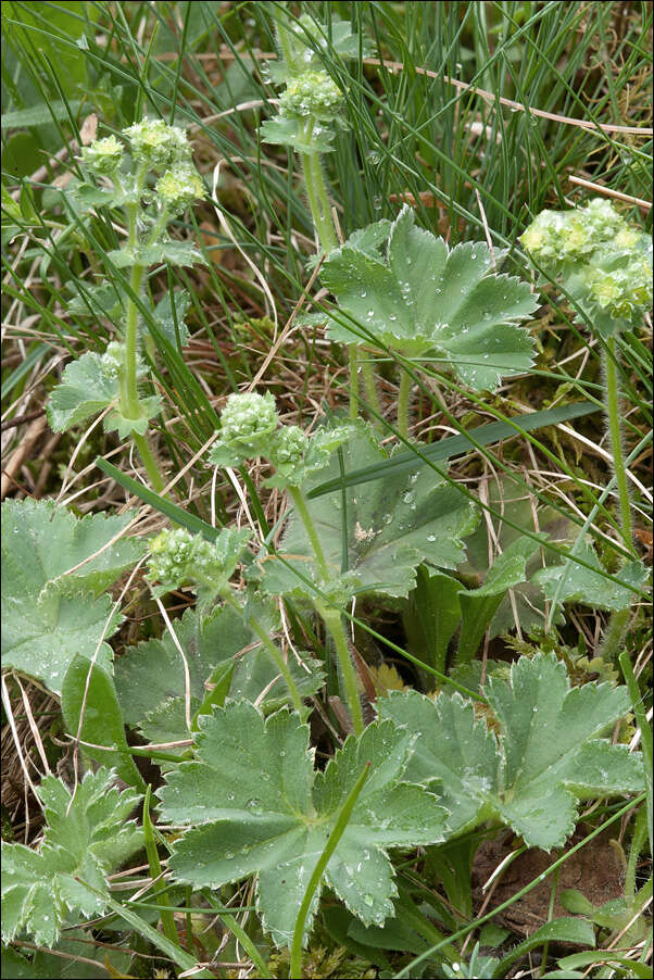 صورة Alchemilla glaucescens Wallr.