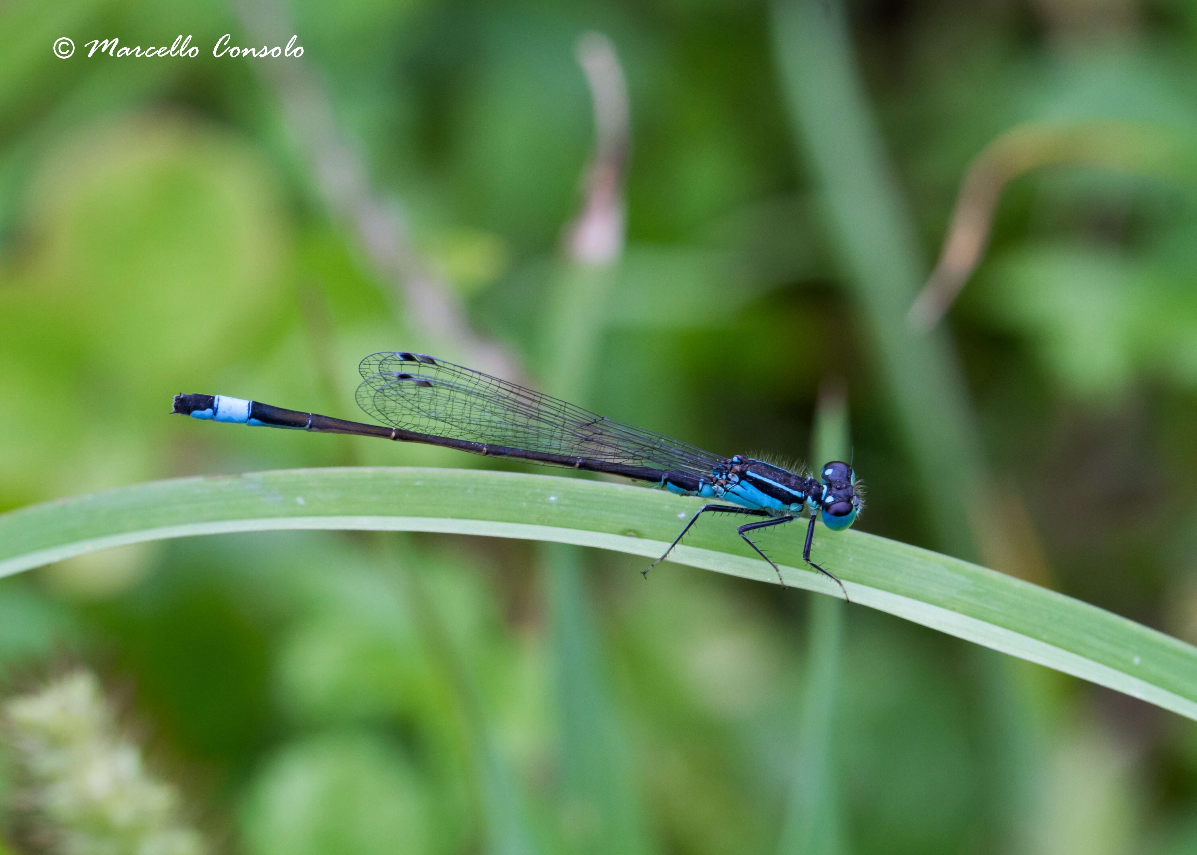 Image of Common Bluetail