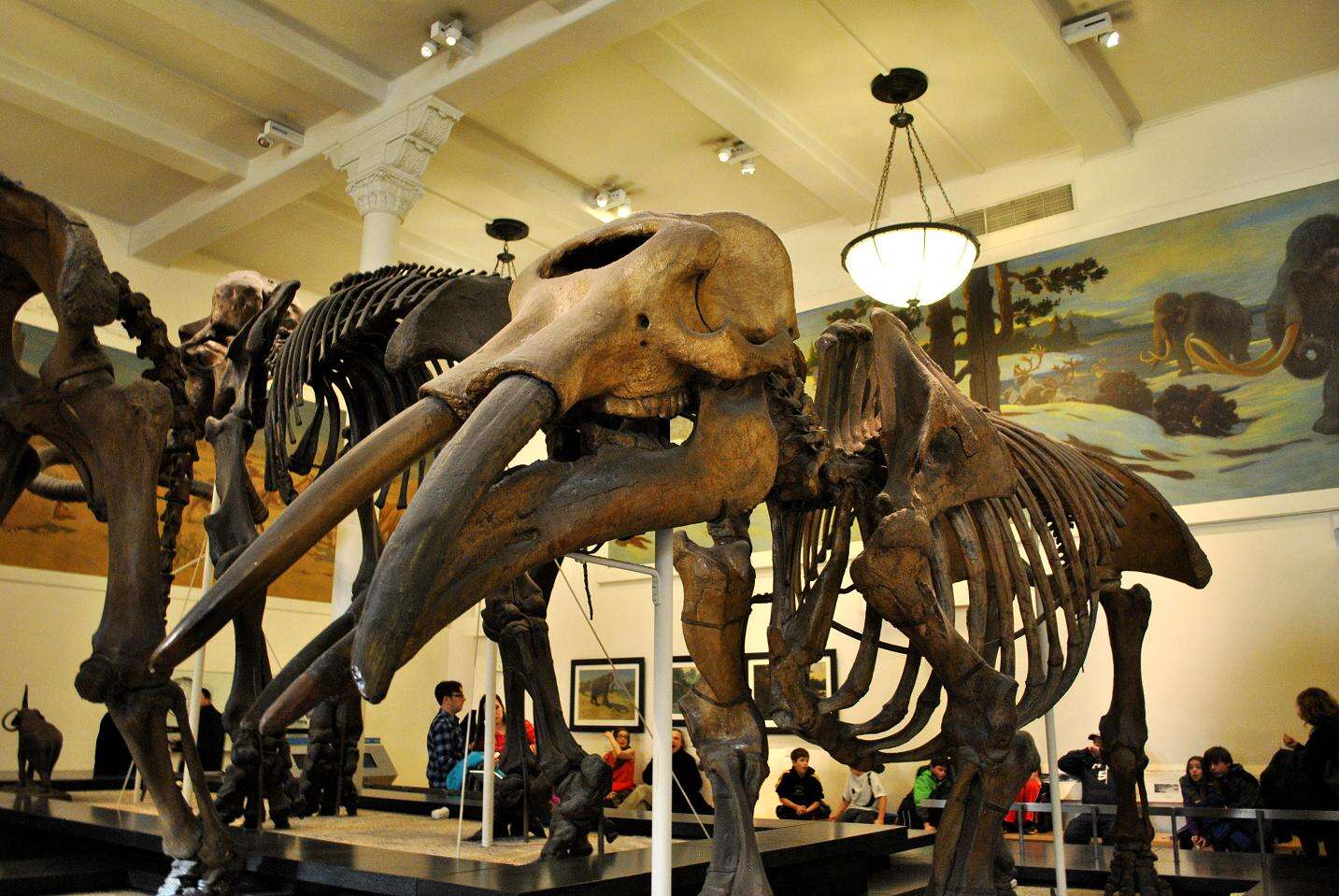 Image of <i>Gomphotherium productum</i>