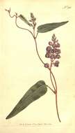 Image of Hardenbergia