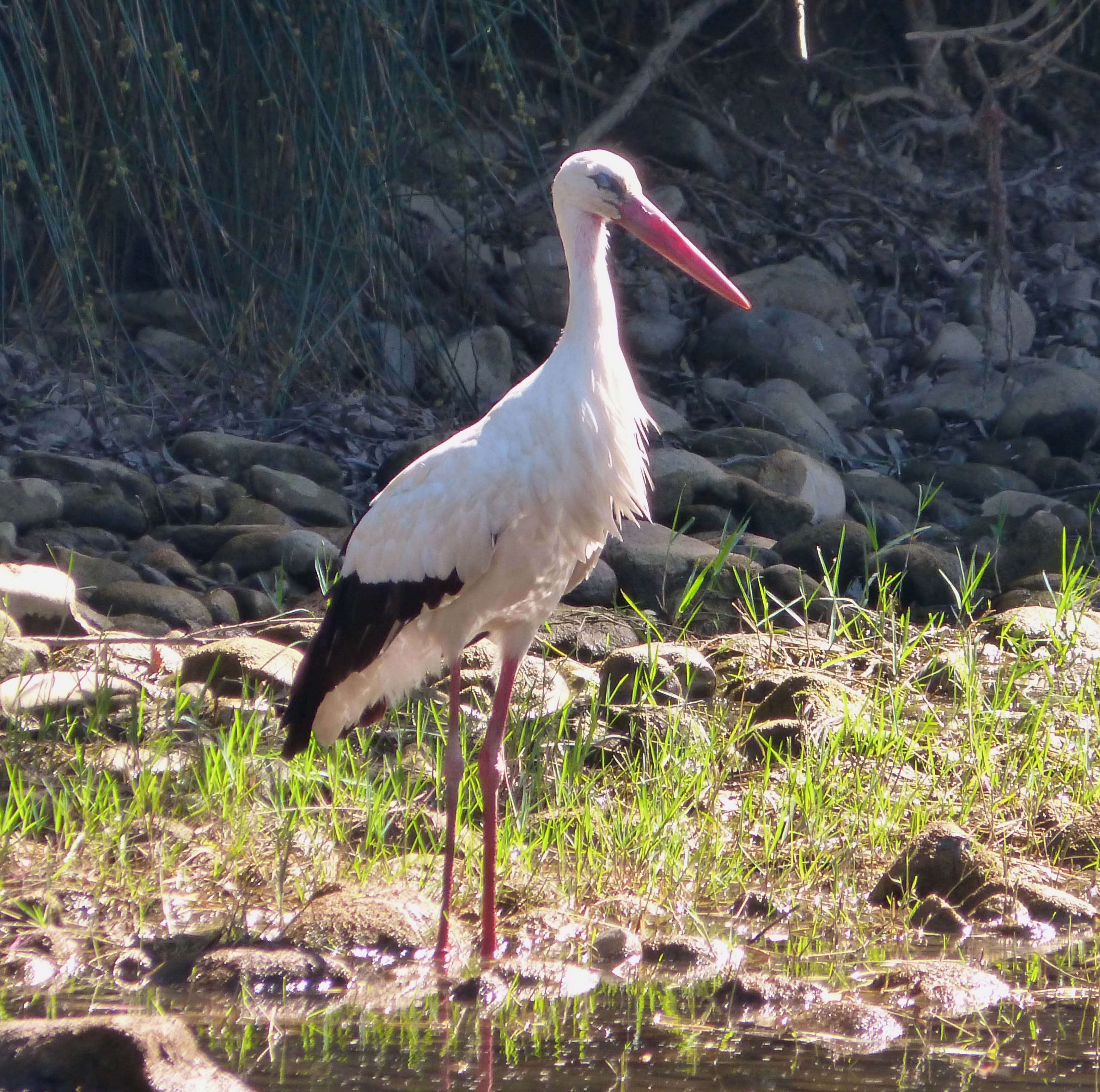 Image of White Stork