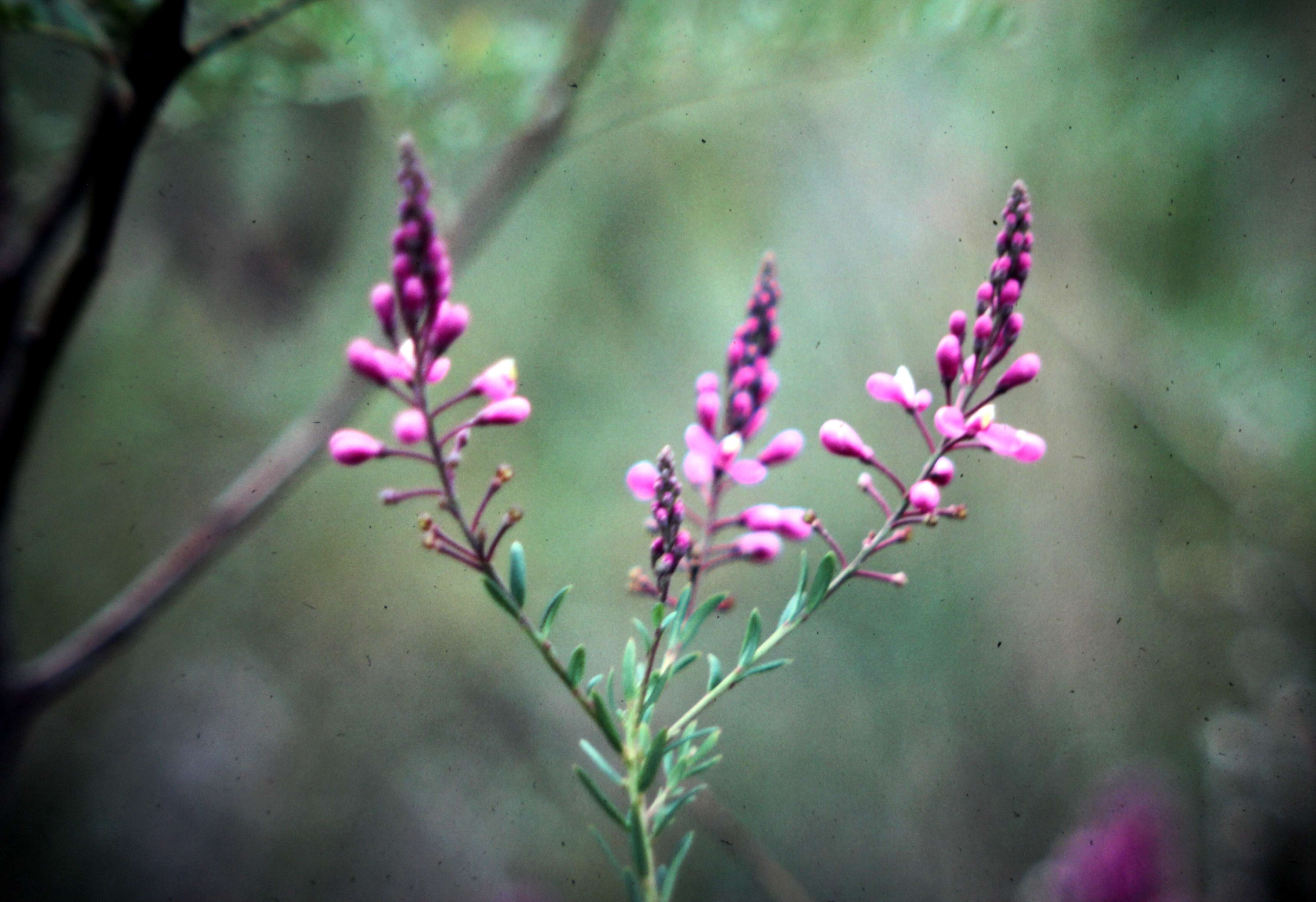 Image of milkwort