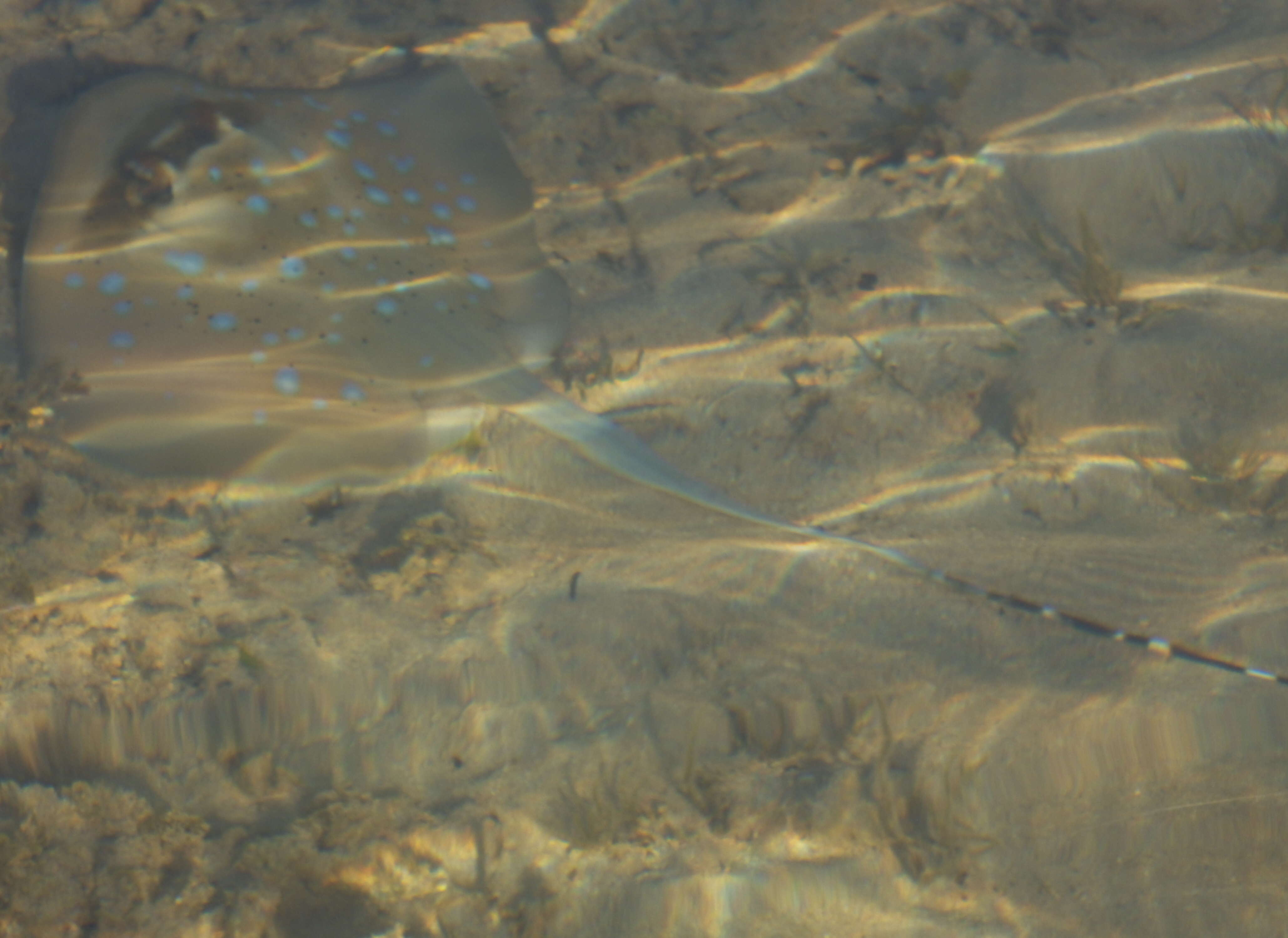 Image of whiptail stingrays