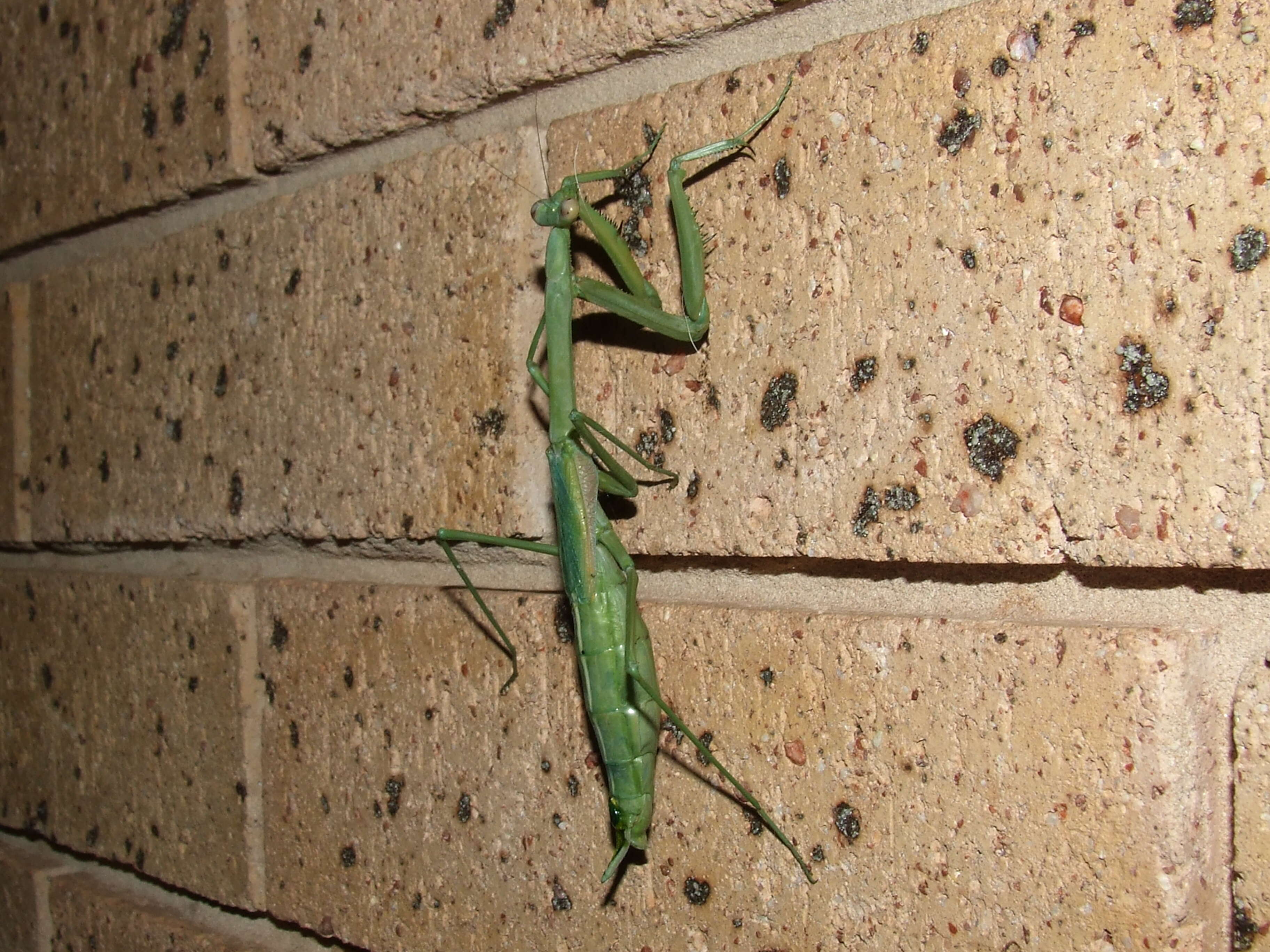 Image of Archimantis