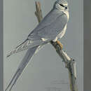Image of African Swallow-tailed Kite