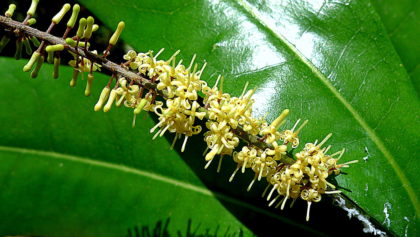 Слика од Panopsis magnifructa Prance