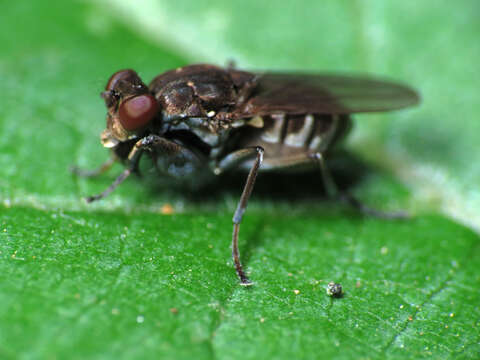 Image of shore flies