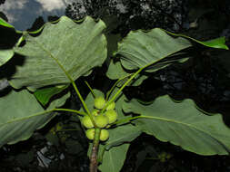 Imagem de Ficus nymphaeifolia Mill.