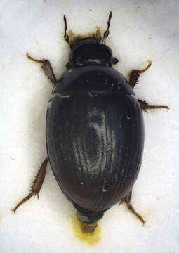 Image of Cercyon lugubris