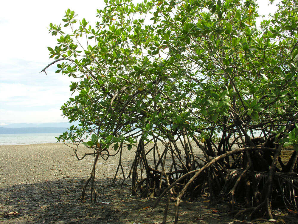 Image of mangrove