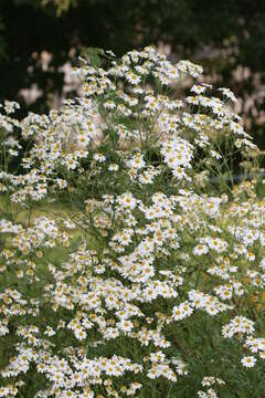 Image of feverfew