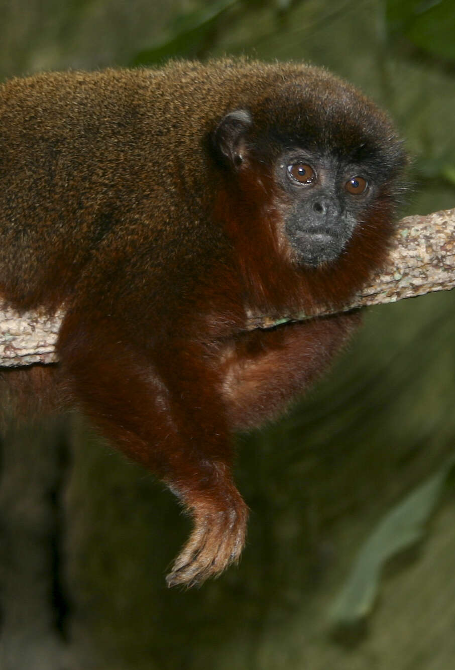 Image of Dusky Titi