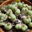 Sivun Gibbaeum heathii (N. E. Br.) L. Bol. kuva