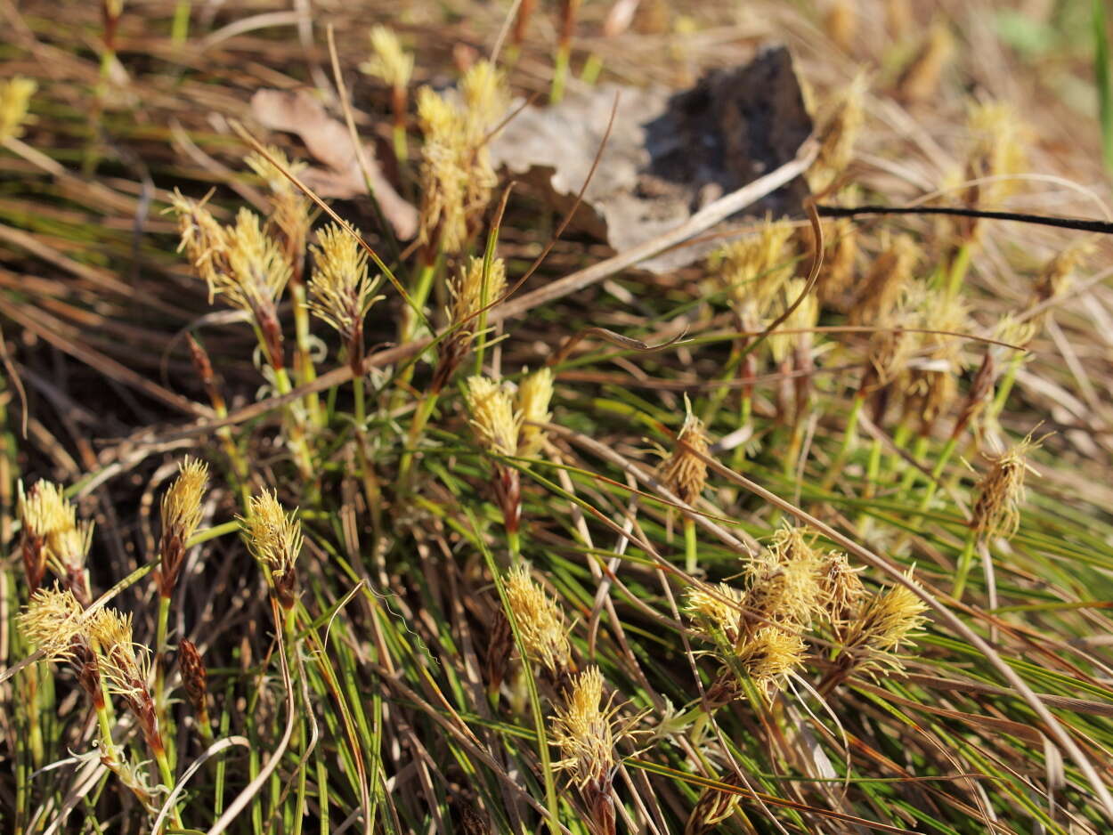 Imagem de Carex humilis Leyss.