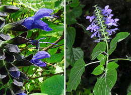 Image of Salvia coerulea Benth.