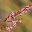 Image of Bunch Cord Grass