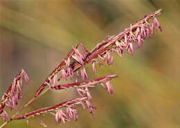 Image of Bunch Cord Grass