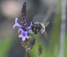 Image of Anthophora alluaudi Pérez 1902