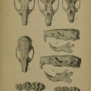 Image of Rattus macleari (Thomas 1887)