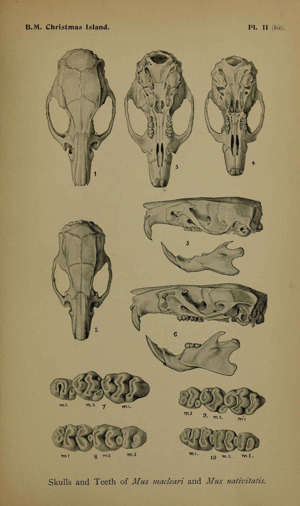 Imagem de Rattus macleari (Thomas 1887)