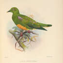 Ptilinopus iozonus iobiensis Schlegel 1873的圖片