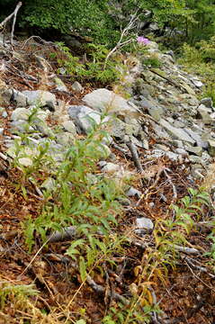 Image of rosebay willowherb