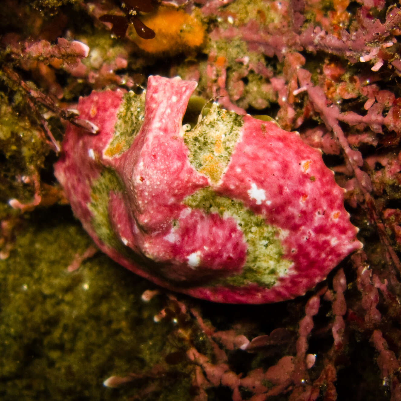 Image of Cryptolithodes J. F. Brandt 1848