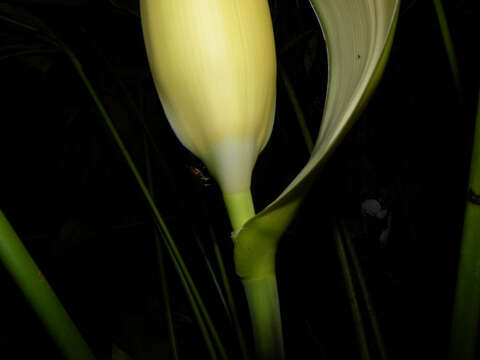 Image of Cyclanthus