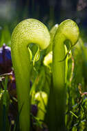 Image of California Pitcher Plant