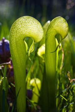 Image of California pitcherplant