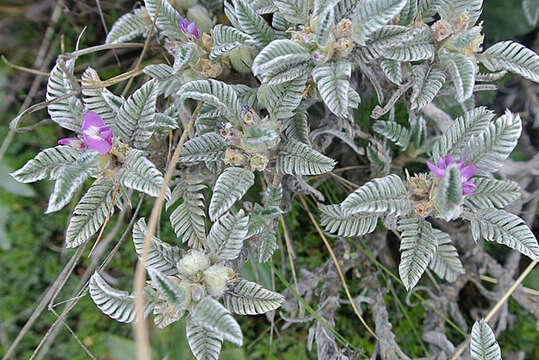 Image of Astragalus geminiflorus Humb. & Bonpl.