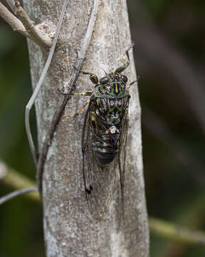 Image of chorus cicada