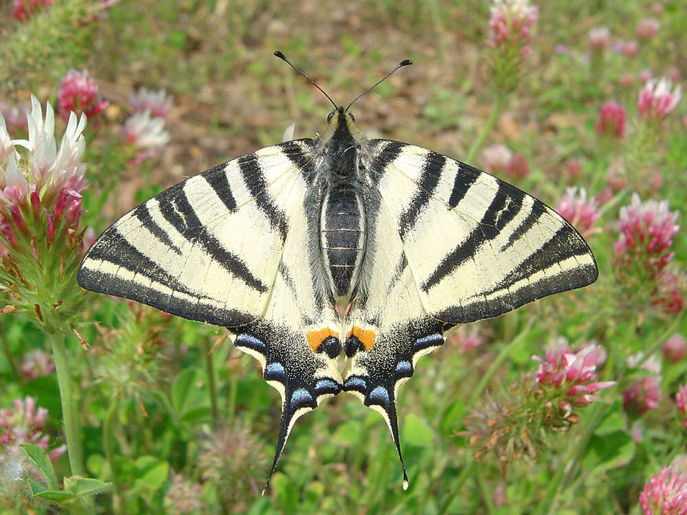 Image of Iphiclides