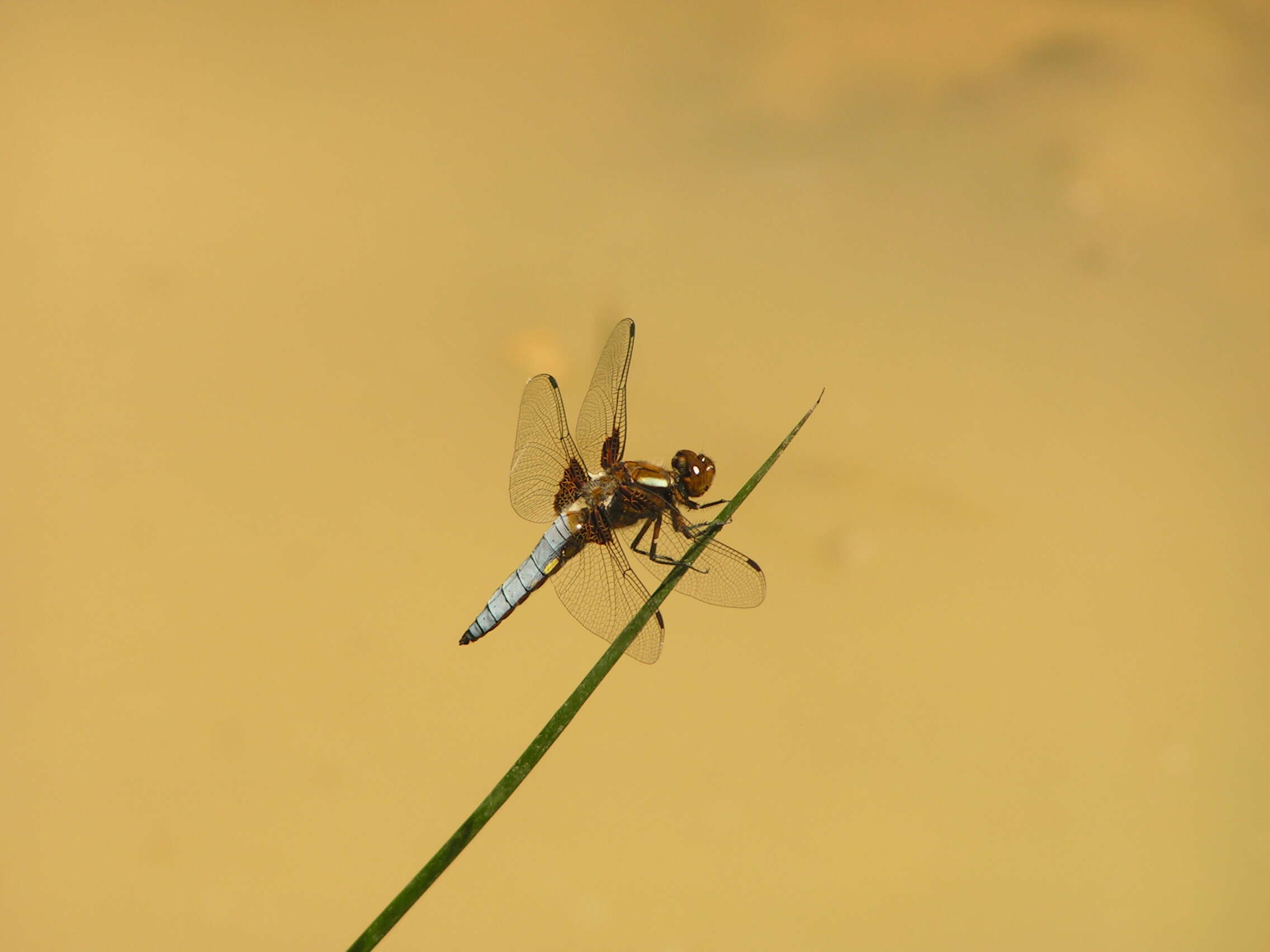 Image of Broad-bodied chaser