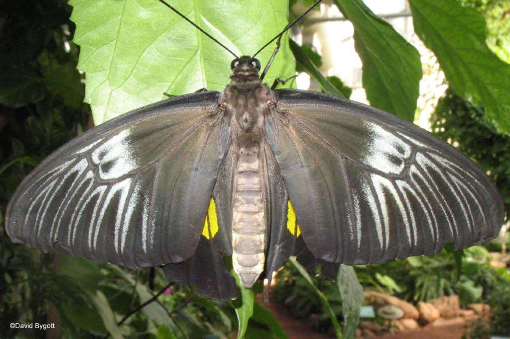 Image de Troides rhadamantus (Lucas 1835)