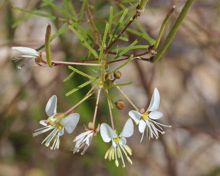 Image of clammyweed