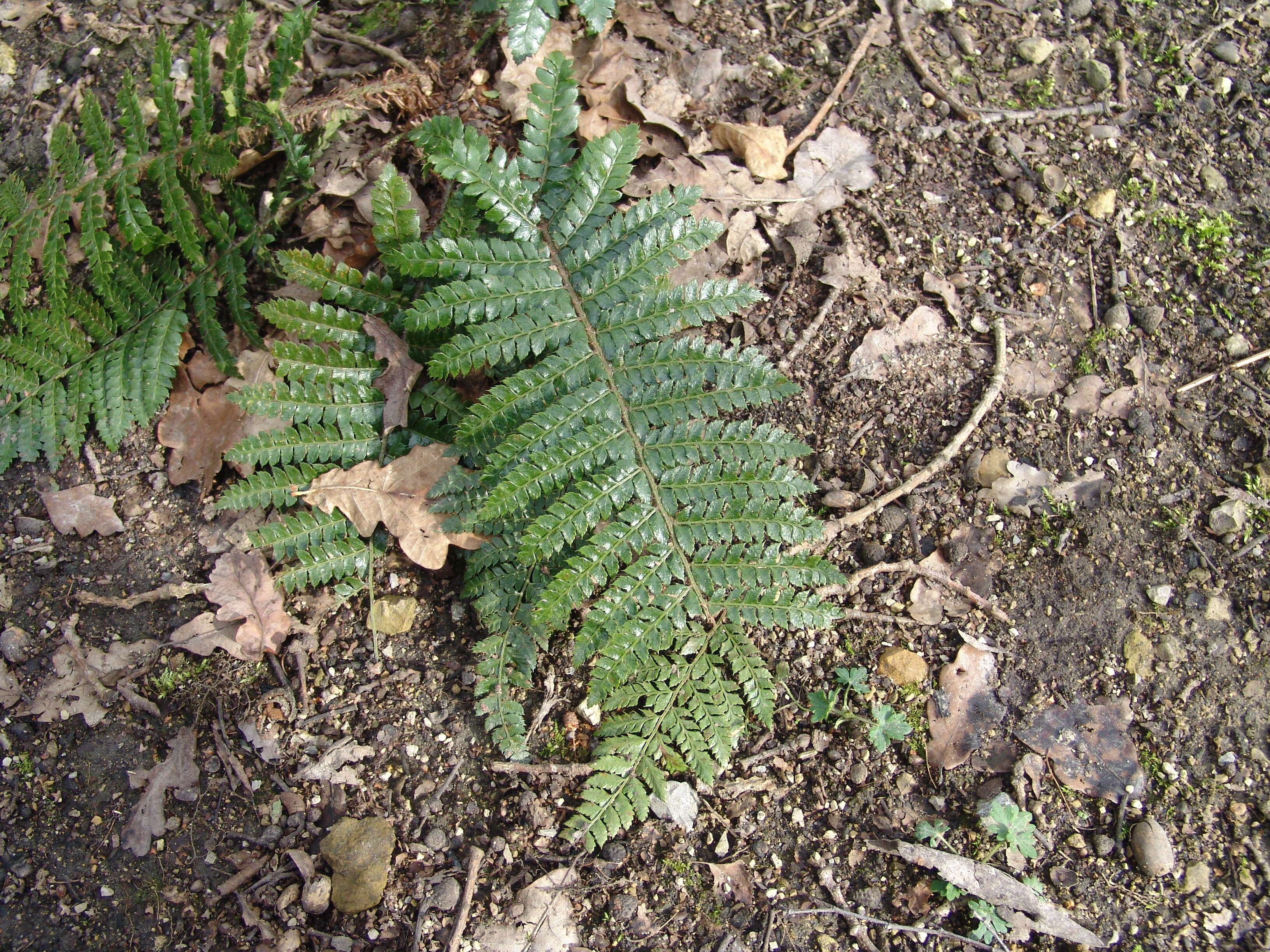 Image of Korean tasselfern