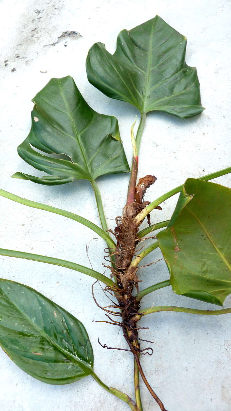 Image of shortstem philodendron