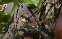 Image of goldcrests and kinglets