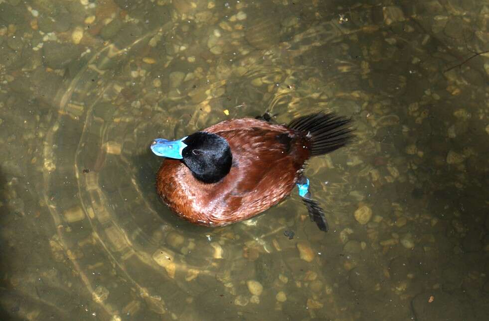 Слика од Oxyura australis Gould 1837