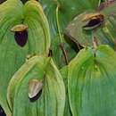 Image of Pleurothallis gargantua Luer