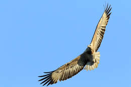 Image of Sea eagles