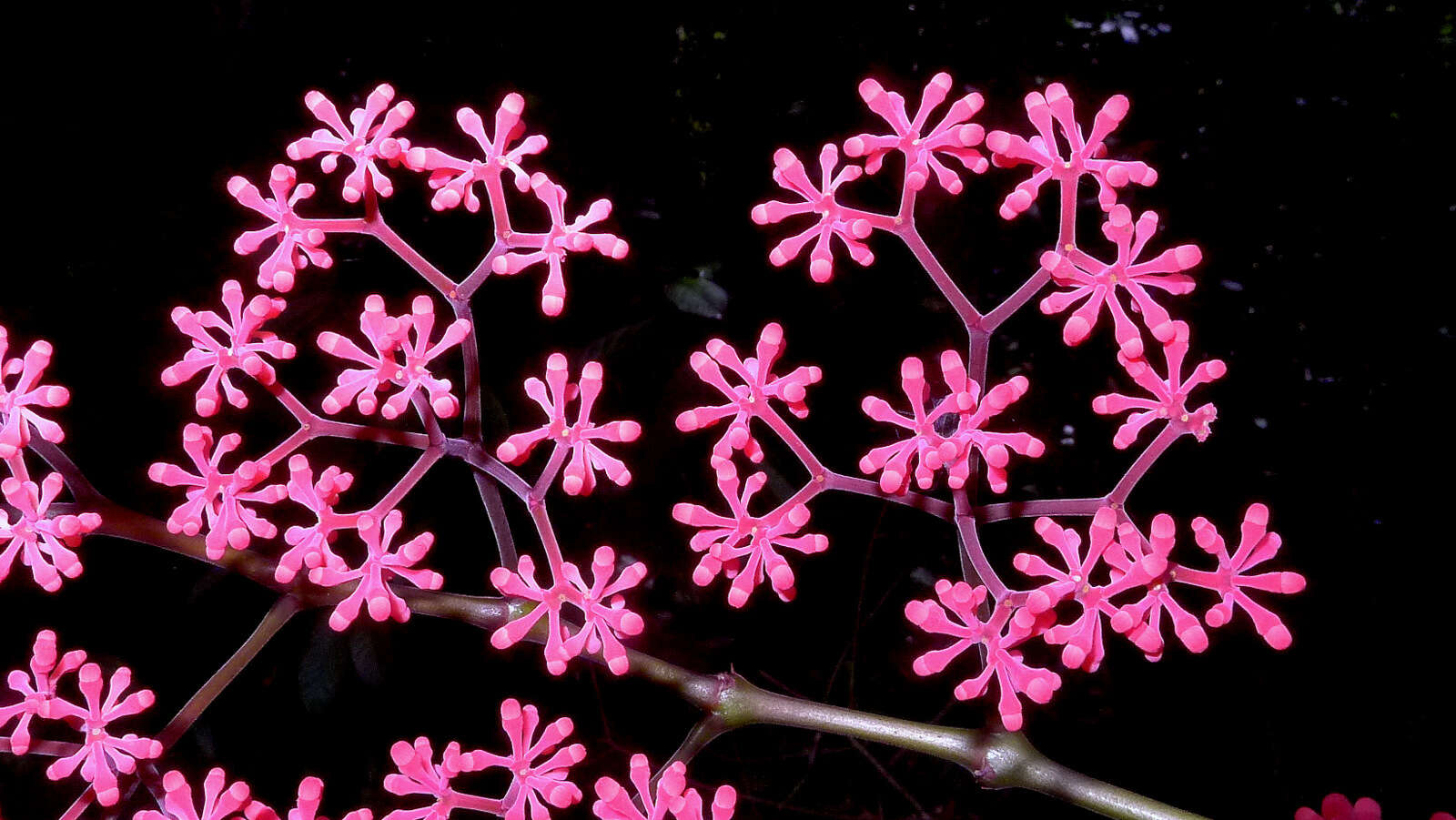 Image of Cissus coccinea Mart. ex Planch.