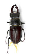 Image of Stag beetle